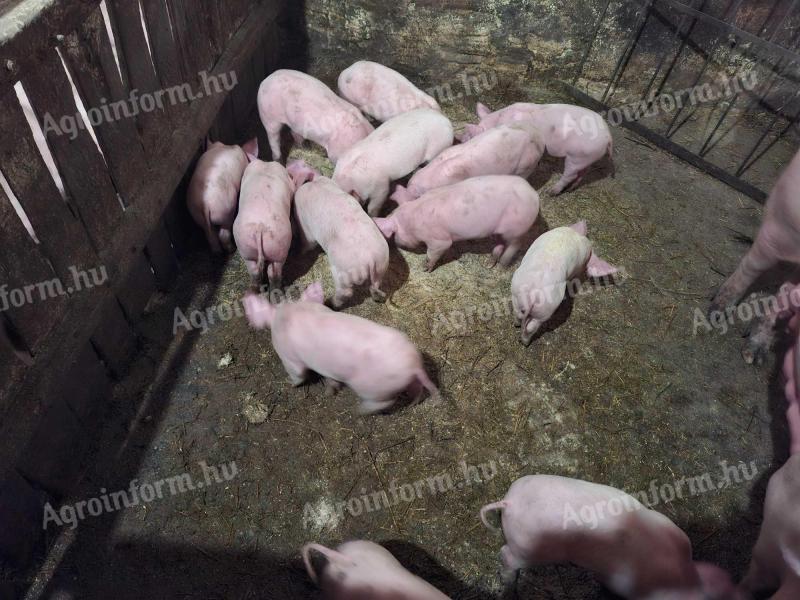 Hústipusú malacok eladók.