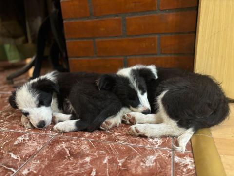 Bordercollie kölyök Bordercollie kölyök