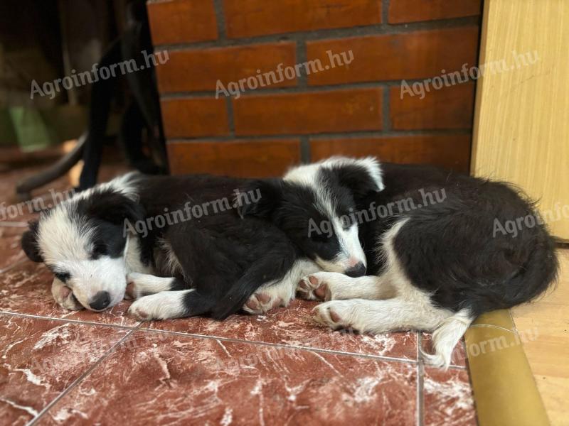 Bordercollie kölyök