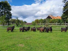 Törzskönyves magyar parlagi bakok eladók