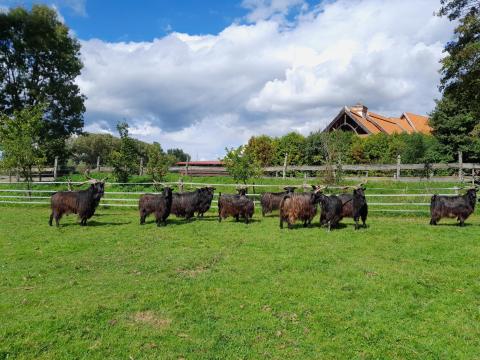 Törzskönyves magyar parlagi bakok eladók