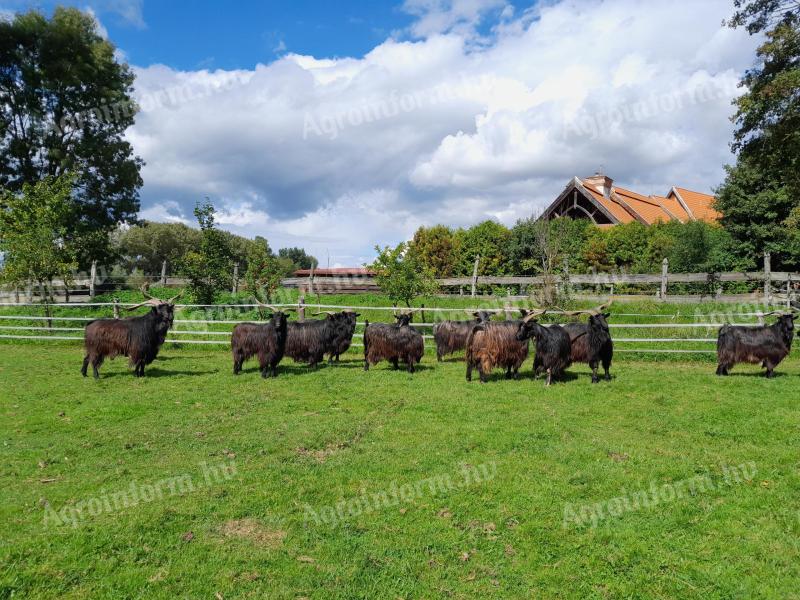 Törzskönyves magyar parlagi bakok eladók