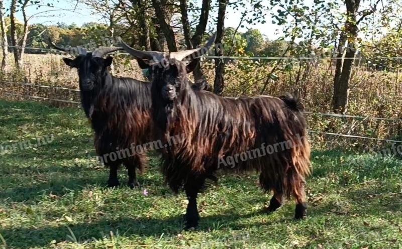 Törzskönyves parlagi bak eladó