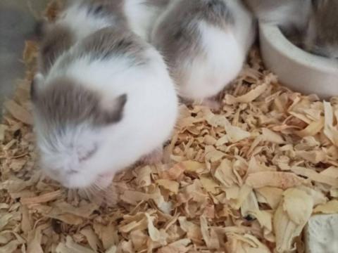 Dzsungáriai törpehörcsög eladó Dzsungáriai törpehörcsög eladó