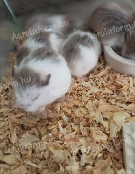 Dzsungáriai törpehörcsög eladó