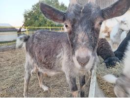 Vemhes anyakecske eladó Gyulán