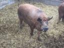 Mangalica kan