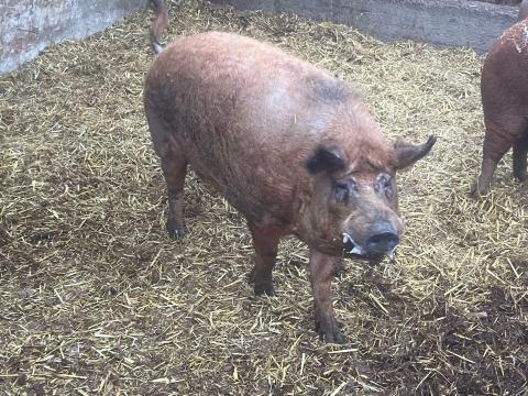 Mangalica kan Mangalica kan