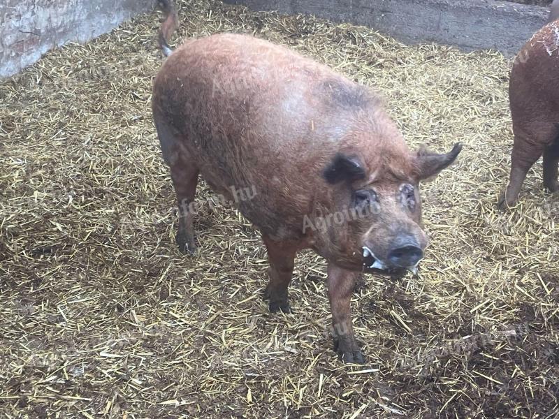 Mangalica kan