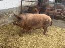 Mangalica kan