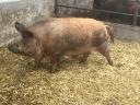 Mangalica kan
