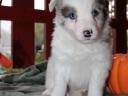 Border collie kiskutya gazdát keres