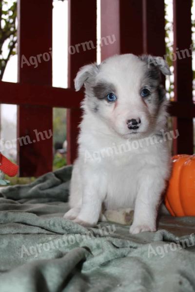 Border collie kiskutya gazdát keres