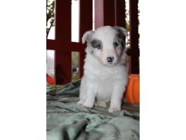 Border collie kiskutya gazdát keres