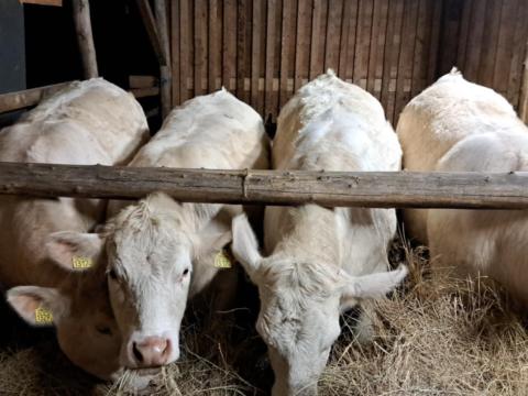 Charolais előhasú üszők eladók Charolais előhasú üszők eladók