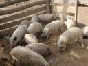 Eladó mangalica malacok