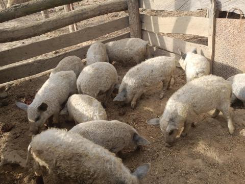 Eladó mangalica malacok Eladó mangalica malacok