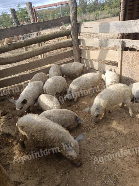Eladó mangalica malacok