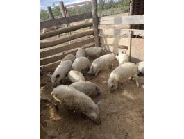 Eladó mangalica malacok