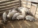 Eladó mangalica malacok