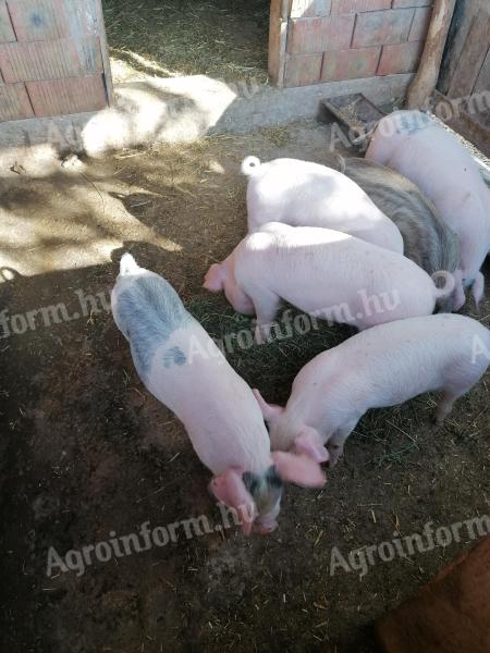 Választási malac eladó