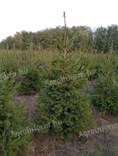Jelölhető lucfenyő eladó
