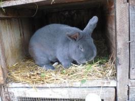 Bécsi kék bak nyúl eladó