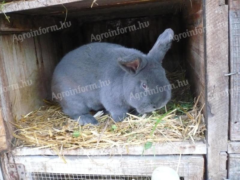 Bécsi kék bak nyúl eladó