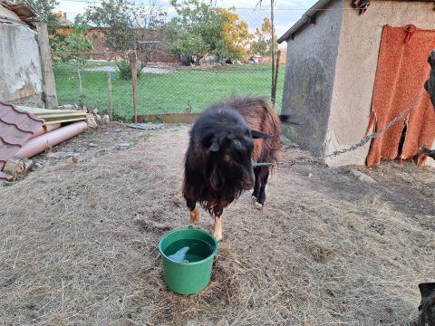 Parlagi bak kecske eladó Parlagi bak kecske eladó