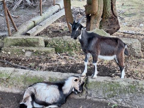 Bak gidák eladók Bak gidák eladók