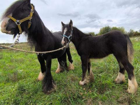 Mesebeli csikó eladó, szerető gazdát keres