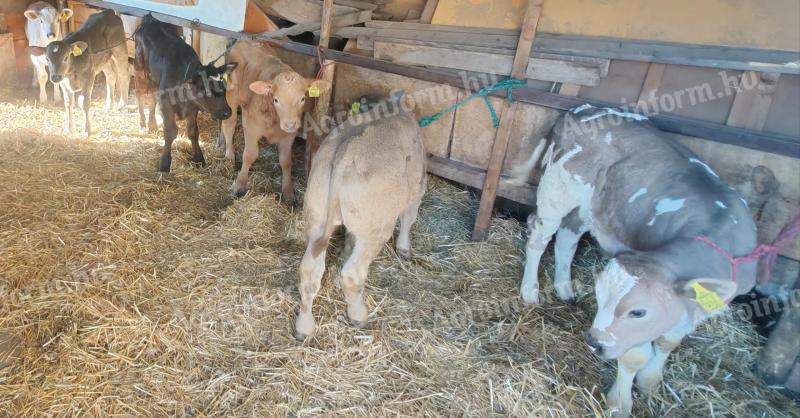 Eladó 8 db hushasznu borju