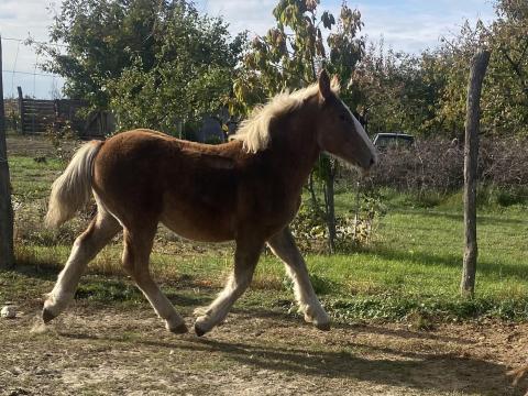 Hidegvérü mén csikó eladó Hidegvérü mén csikó eladó