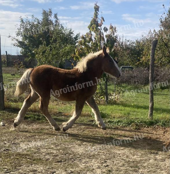 Hidegvérü mén csikó eladó