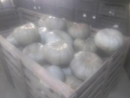 Nagydobosi sütőtök eladó