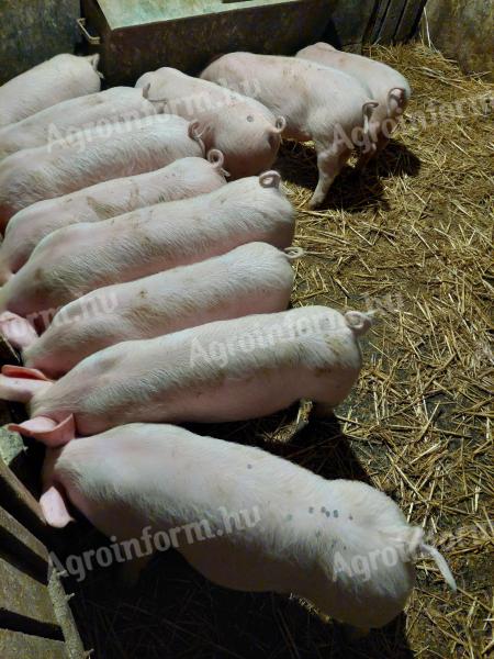 Eladő választási malac