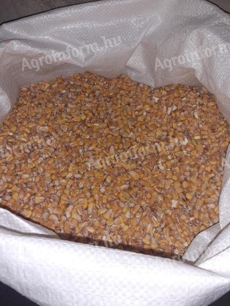 Kukorica,  szárított