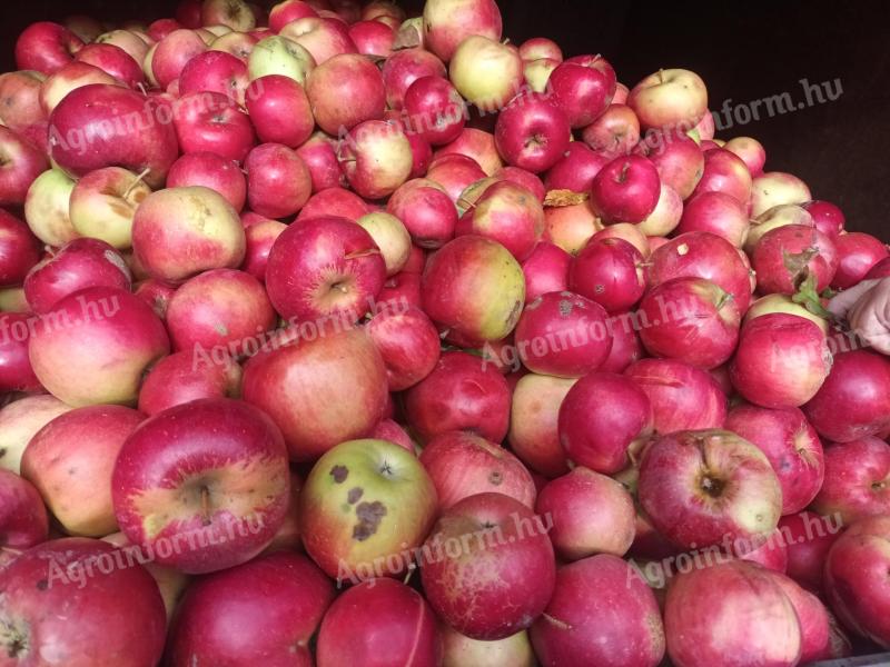 Alma cefrének eladó