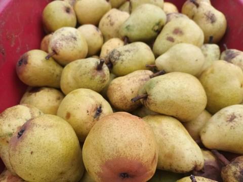 Körte cefrének, kiváló minőségű őszi Vilmos Körte cefrének, kiváló minőségű őszi Vilmos