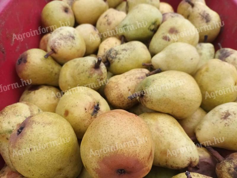 Körte cefrének, kiváló minőségű őszi Vilmos