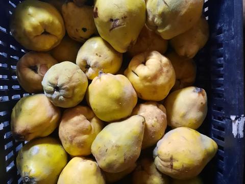 Birsalma cefrének Birsalma cefrének