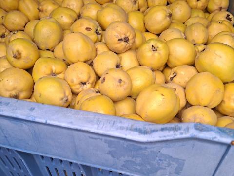 Érett, jó minőségű birsalma pálinkafőzéshez Érett, jó minőségű birsalma pálinkafőzéshez