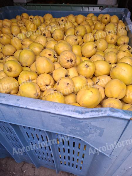 Érett, jó minőségű birsalma pálinkafőzéshez