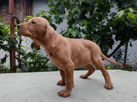 Fajtajellegű magyar vizsla kan kiskutya  Fajtajellegű magyar vizsla kan kiskutya