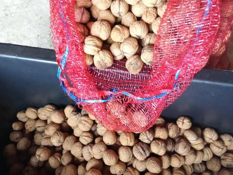 Eladó idei Milotai M10 héjas dió, szárított, papírhéjú, kiváló minőség Eladó idei Milotai M10 héjas dió, szárított, papírhéjú, kiváló minőség