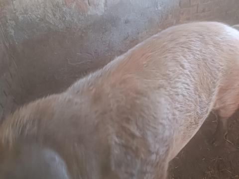 Fiatal durokkoca eladó Fiatal durokkoca eladó