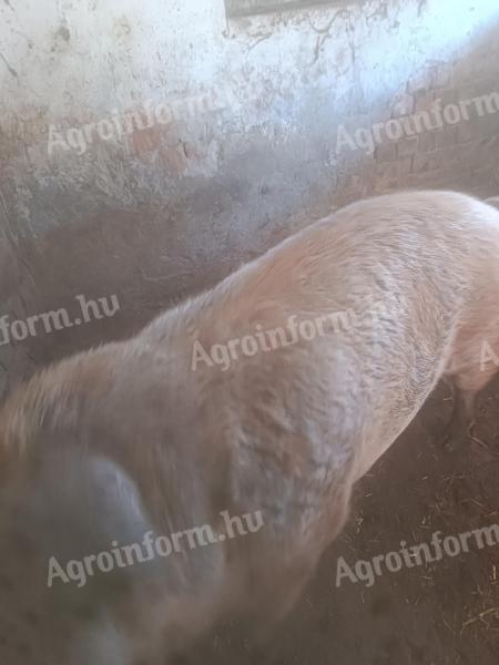 Fiatal durokkoca eladó