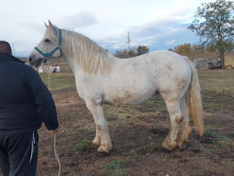 Eladó Muraközi kanca ló Eladó Muraközi kanca ló