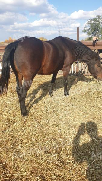 Eladó vemhes pej kanca ló Újszászon