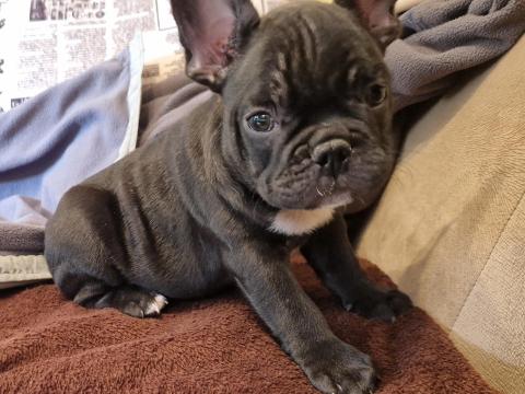 Francia bulldog jellegű kan kiskutya Francia bulldog jellegű kan kiskutya